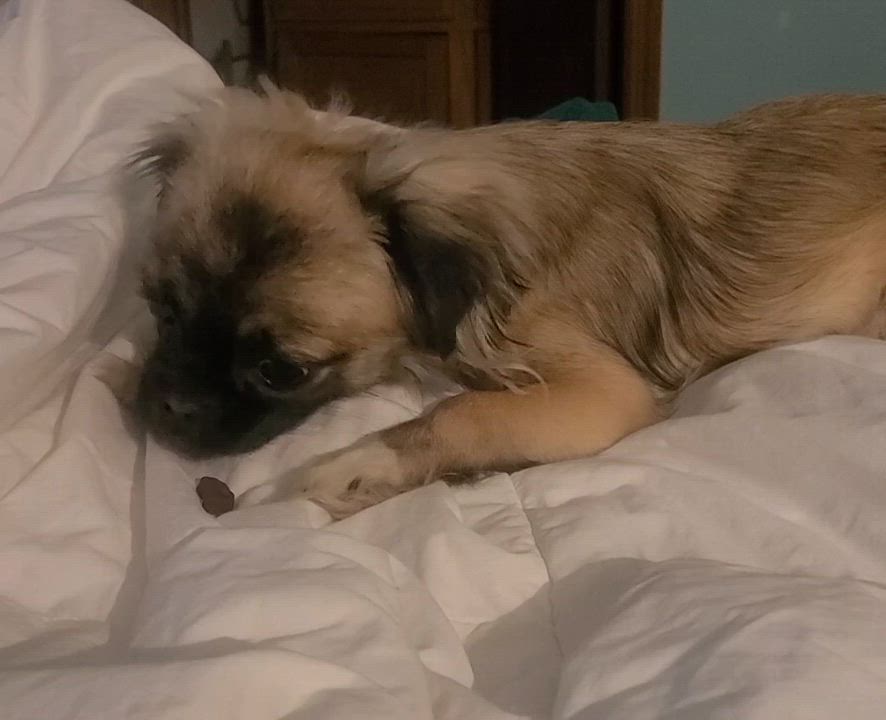 Enlarge Izzy, a Adoptable mixed breed video 4/6