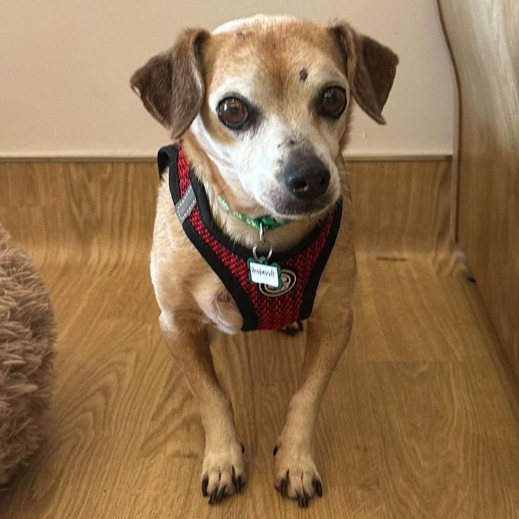 Rembrandt 13583, Adoptable, Senior Male Chihuahua & Dachshund.