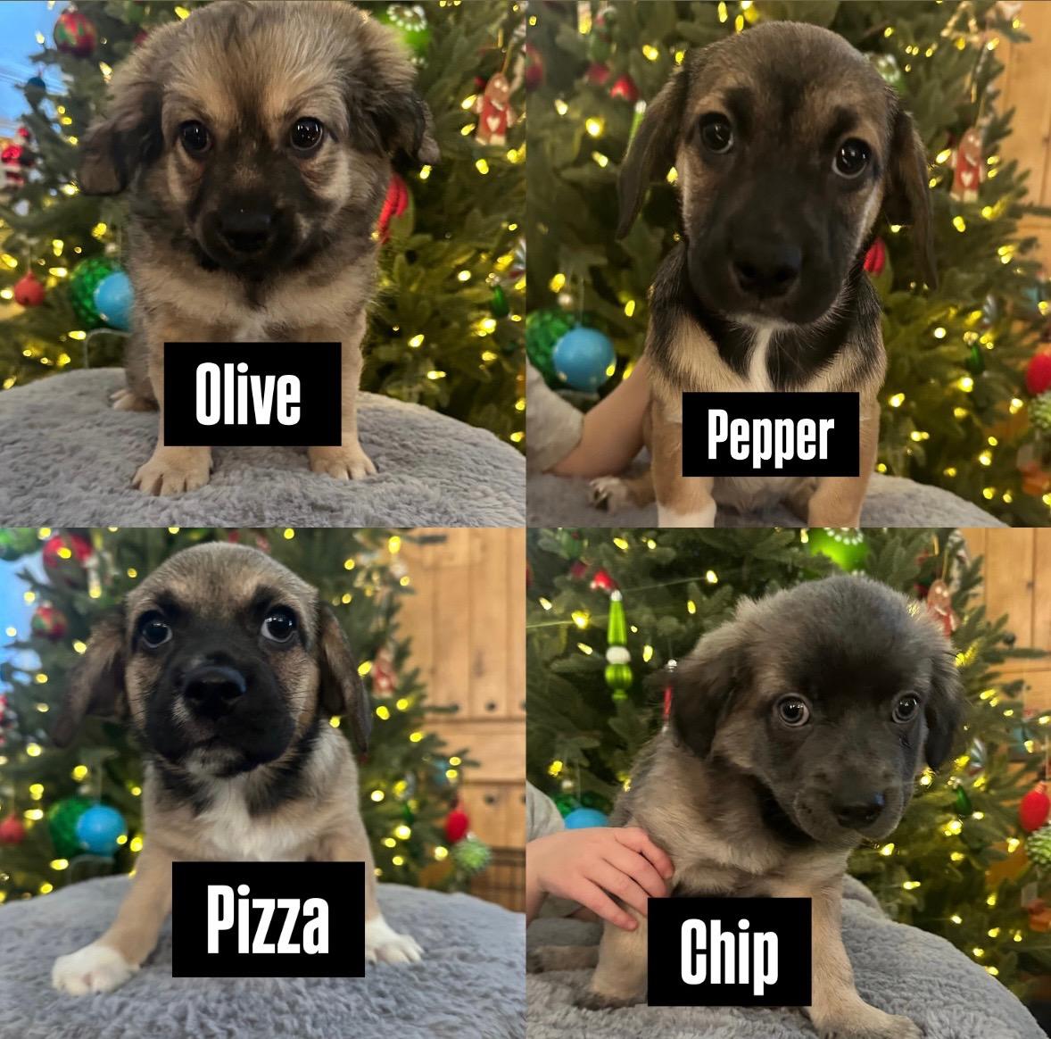 Pickle Puppies!, ADOPTABLE, Puppy Male Chihuahua.
