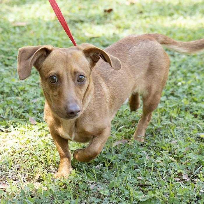 Enlarge Slinky, an adopted mixed breed in Slidell, LA image 2/3