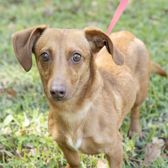 Slinky, adopted, Young Male Miniature Dachshund.