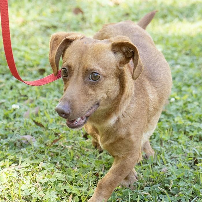 Enlarge Slinky, an adopted mixed breed in Slidell, LA image 3/3