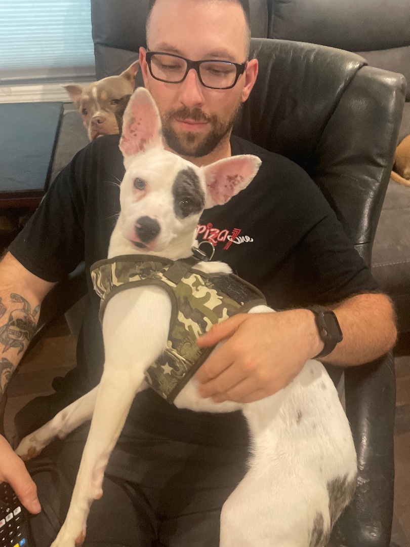 Mickey , Adopted, Young Female Chihuahua.