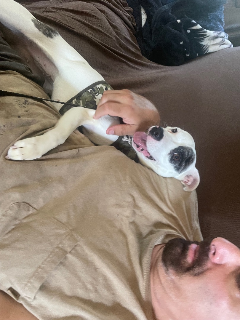 Enlarge Mickey , a Adopted Chihuahua in Newfoundland, NJ image 2/6