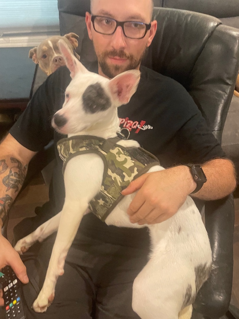 Enlarge Mickey , a Adopted Chihuahua in Newfoundland, NJ image 4/6