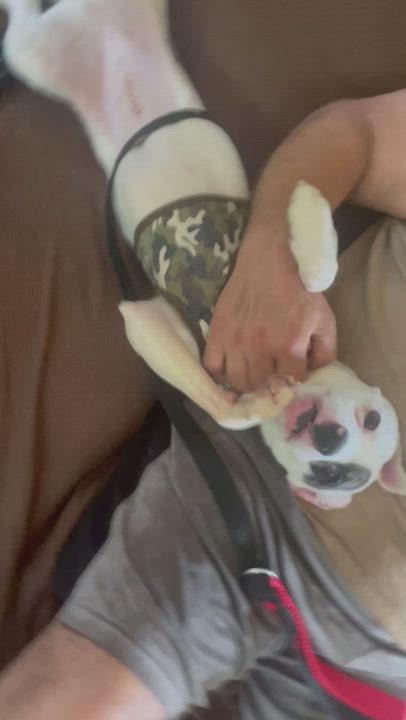 Enlarge Mickey , a Adopted Chihuahua in Newfoundland, NJ video 5/6