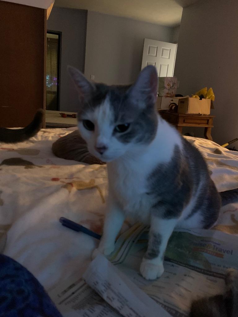 Catsup, Adopted, Adult Female Domestic Short Hair.