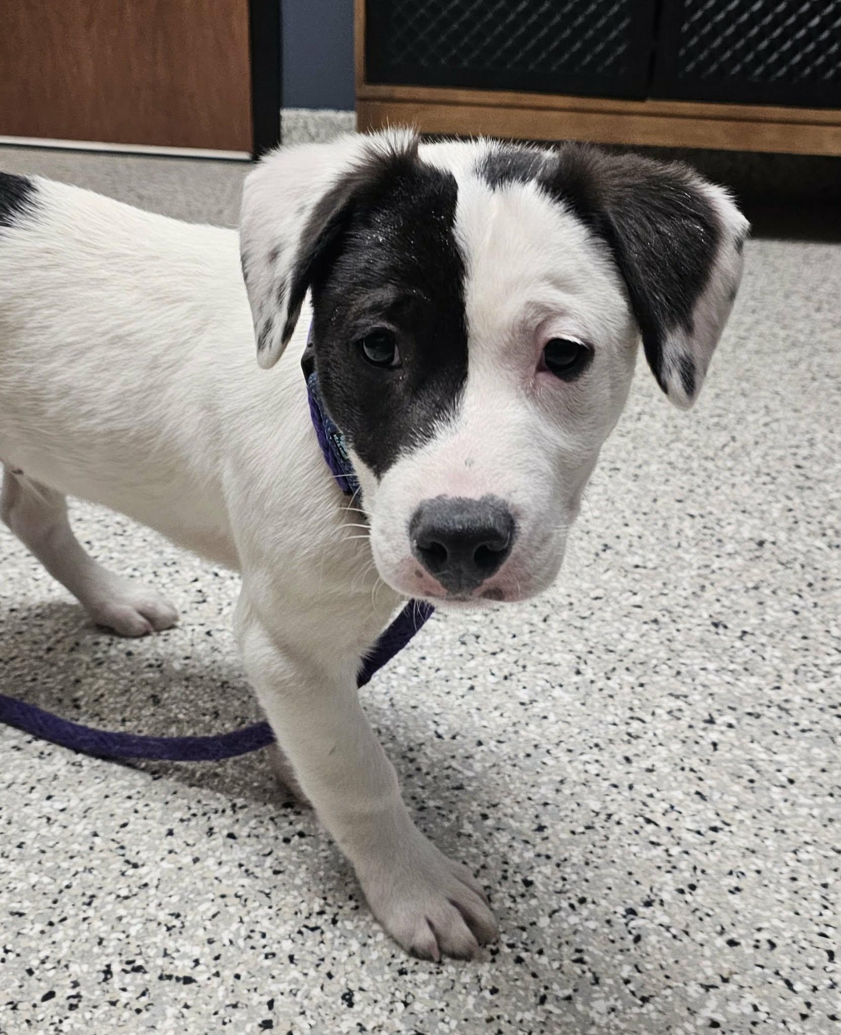 Eli, a Adopted mixed breed in Minneapolis, MN image 1/6