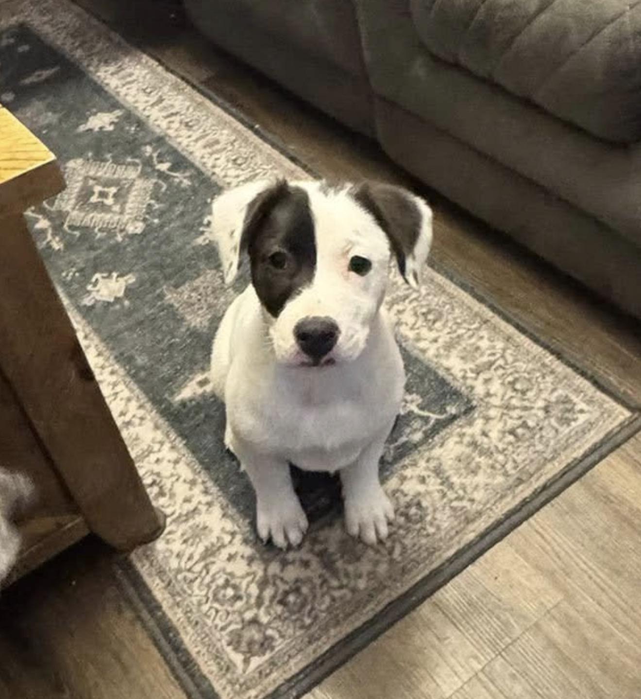 Eli, Adoptable, Puppy Male Pit Bull Terrier.