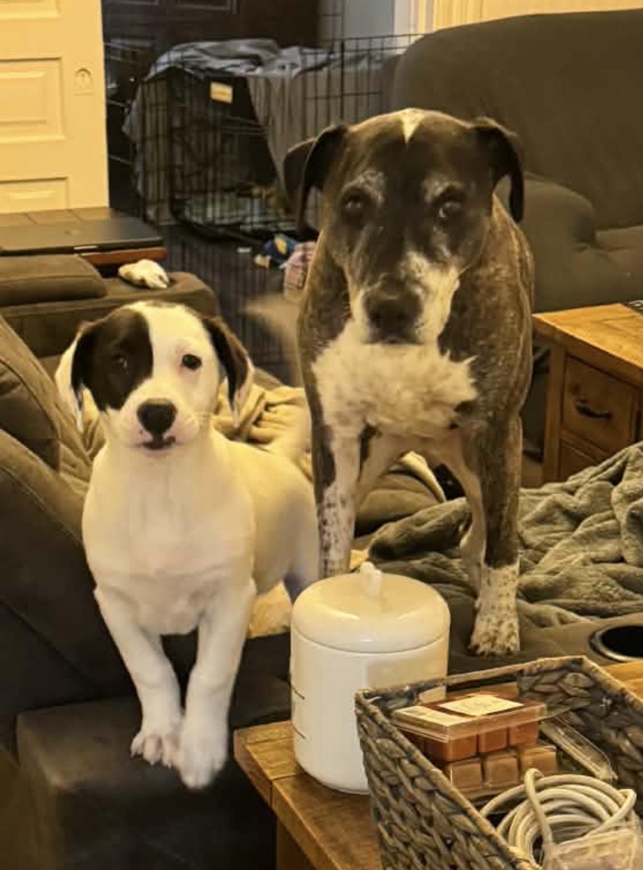 Enlarge Eli, a Adoptable mixed breed in Minneapolis, MN image 4/4