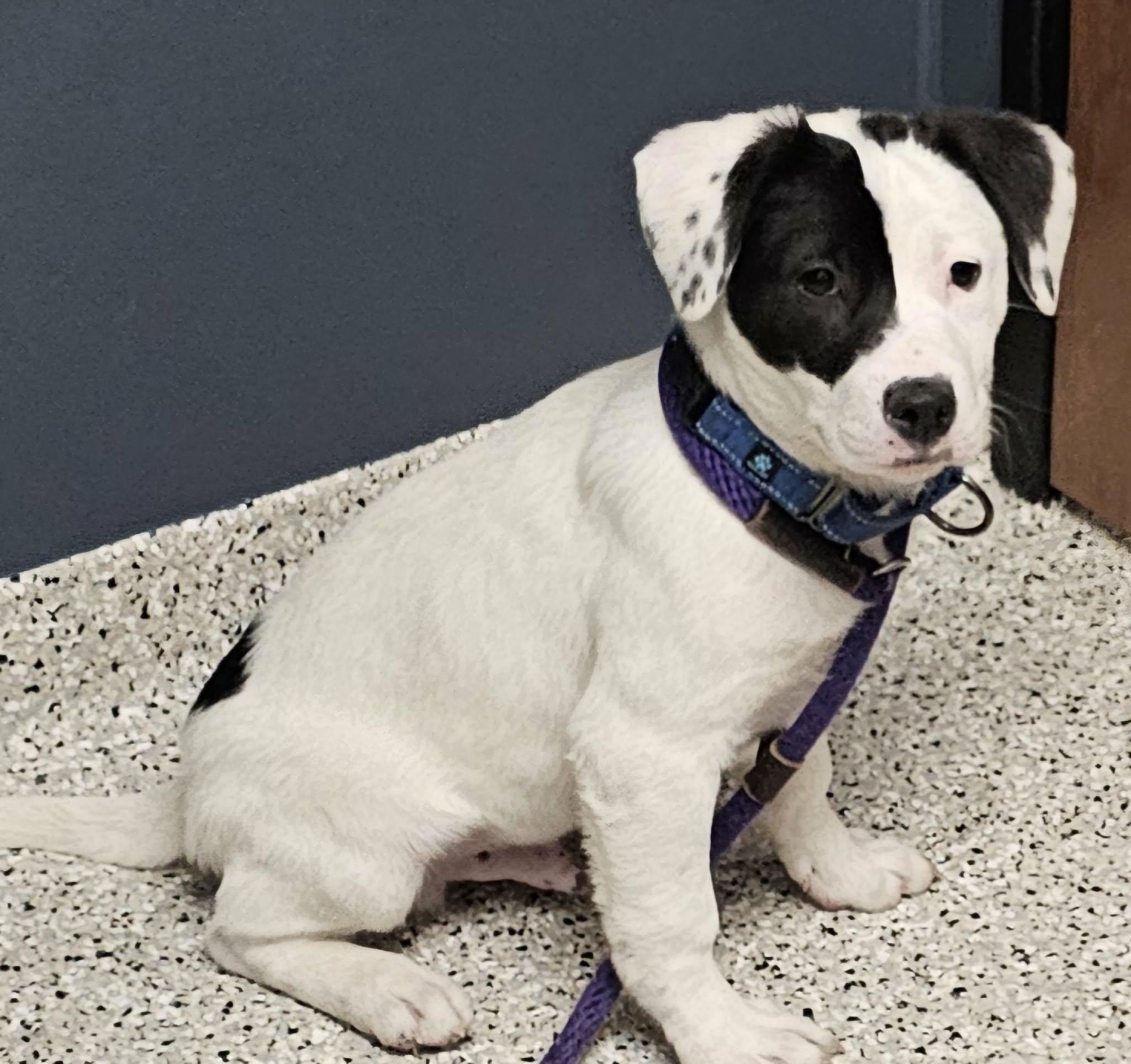 Eli, a Adopted mixed breed in Minneapolis, MN image 6/6