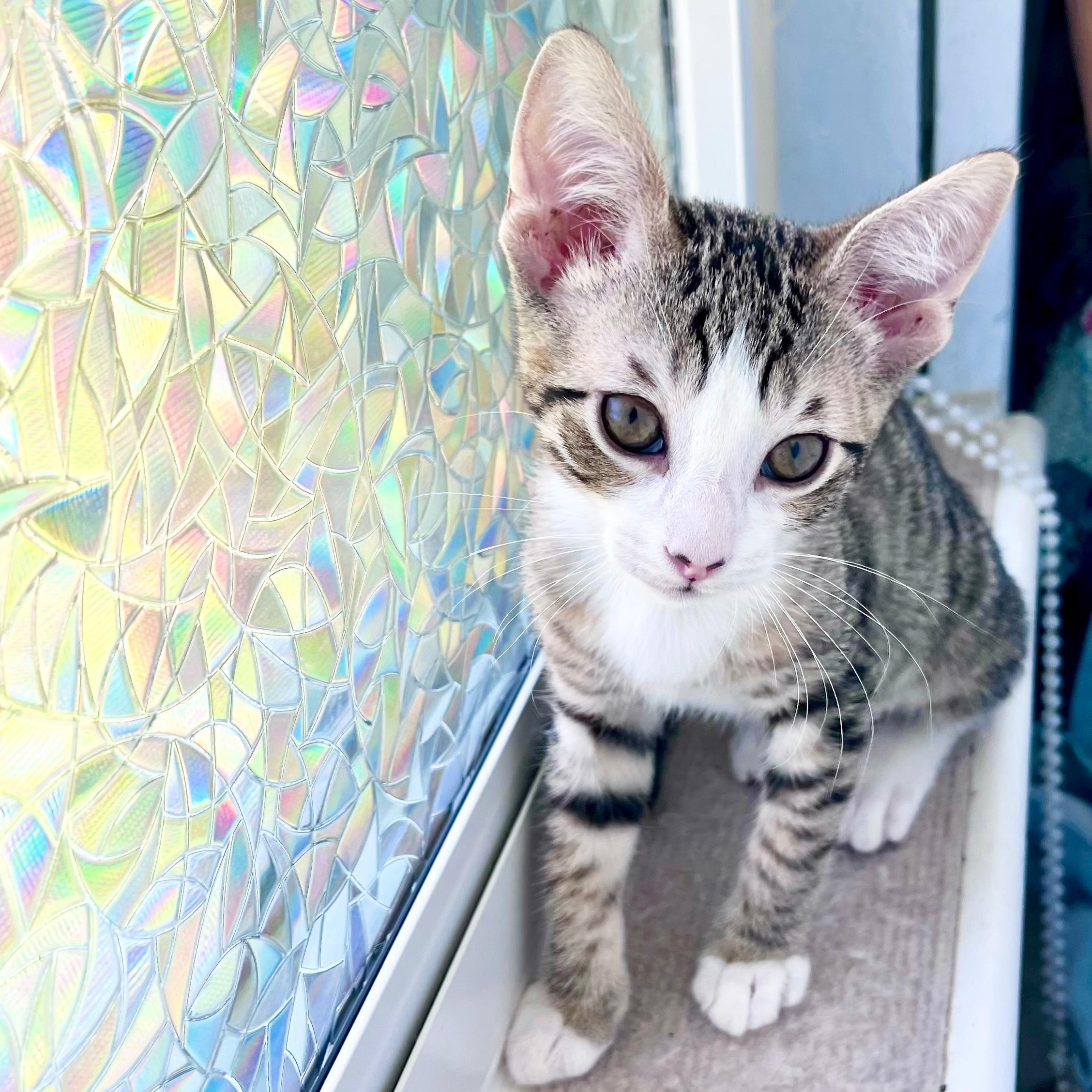 Enlarge Thing 1, an adopted Domestic Short Hair in Worcester, MA image 1/5