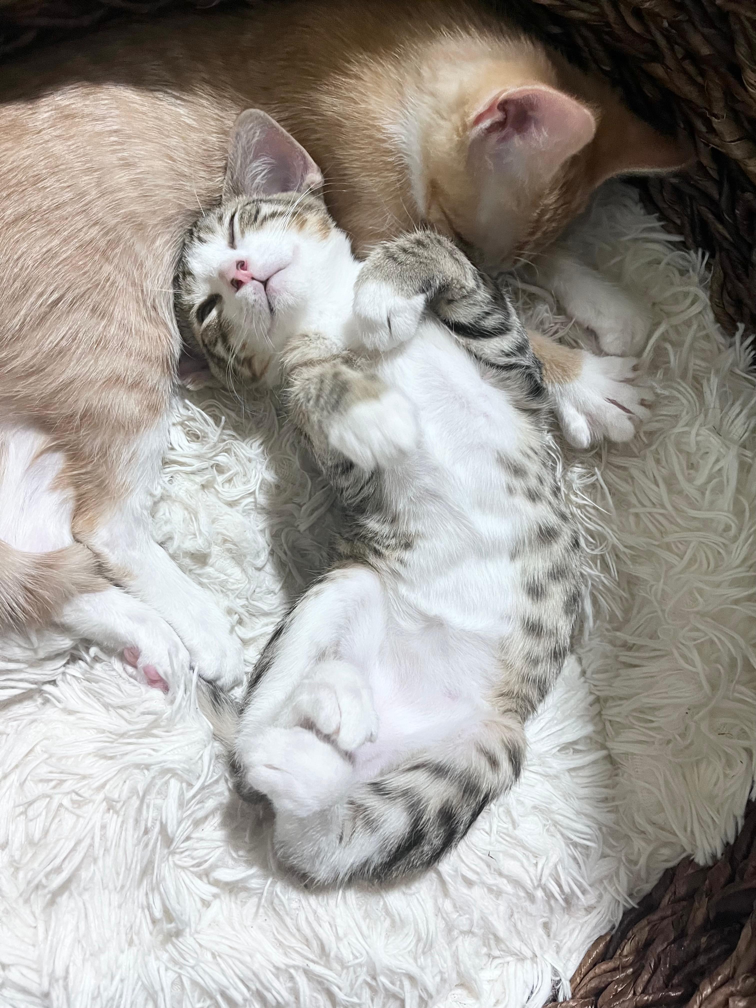 Enlarge Thing 1, an adopted Domestic Short Hair in Worcester, MA image 4/5