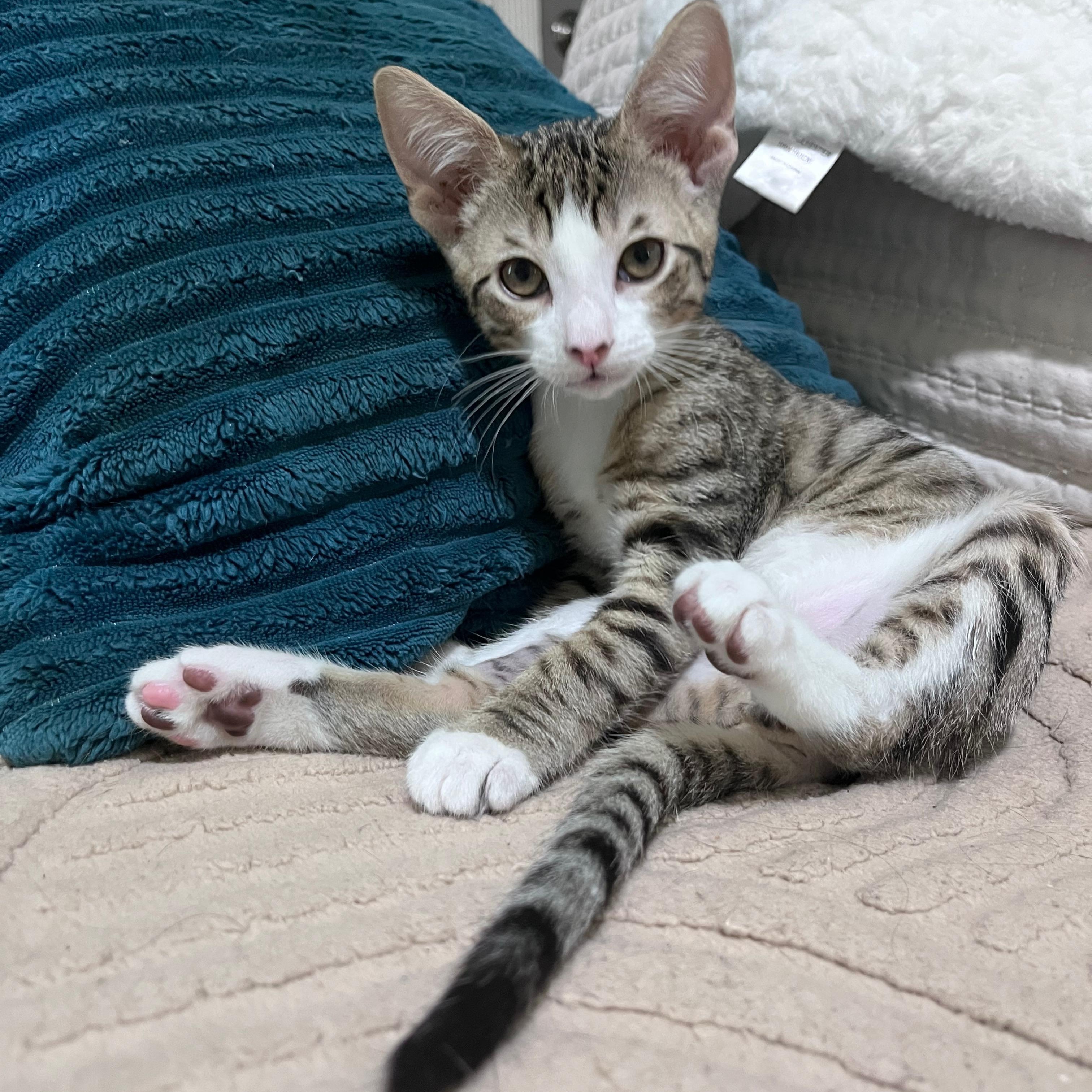 Enlarge Thing 1, an adopted Domestic Short Hair in Worcester, MA image 3/5