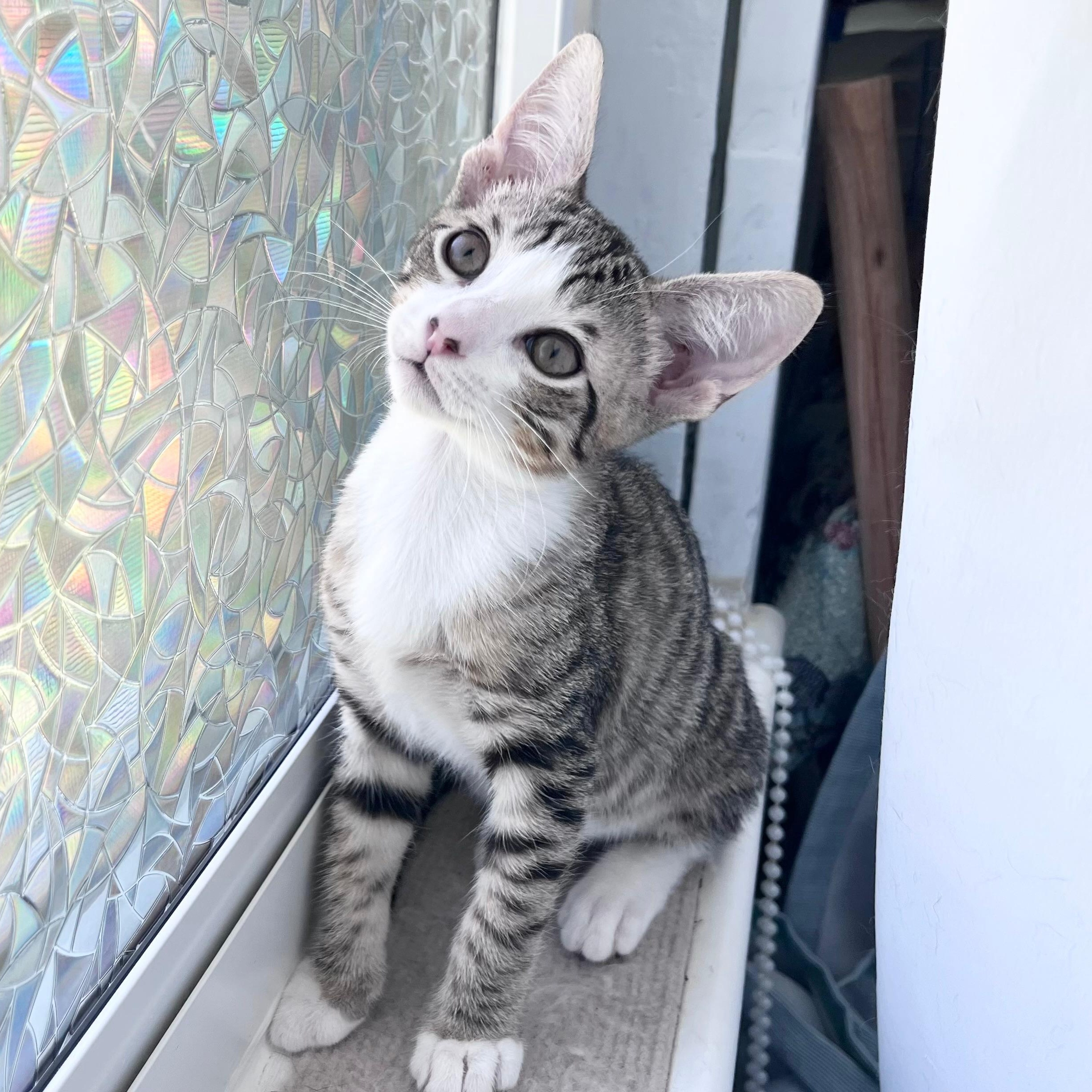 Enlarge Thing 1, an adopted Domestic Short Hair in Worcester, MA image 2/5