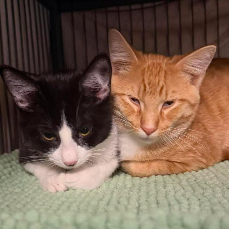Enlarge Velma, a Adoptable Domestic Short Hair in Coralville, IA image 1/3