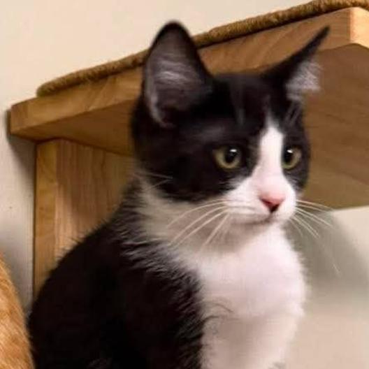 Enlarge Velma, a Adoptable Domestic Short Hair in Coralville, IA image 3/3