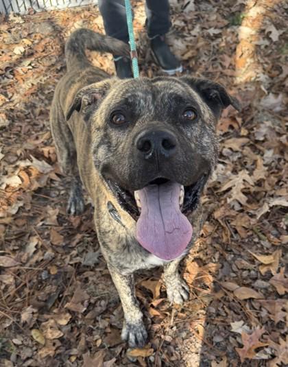 Gumbo, Adoptable, Adult Male Mixed Breed & Mixed Breed.