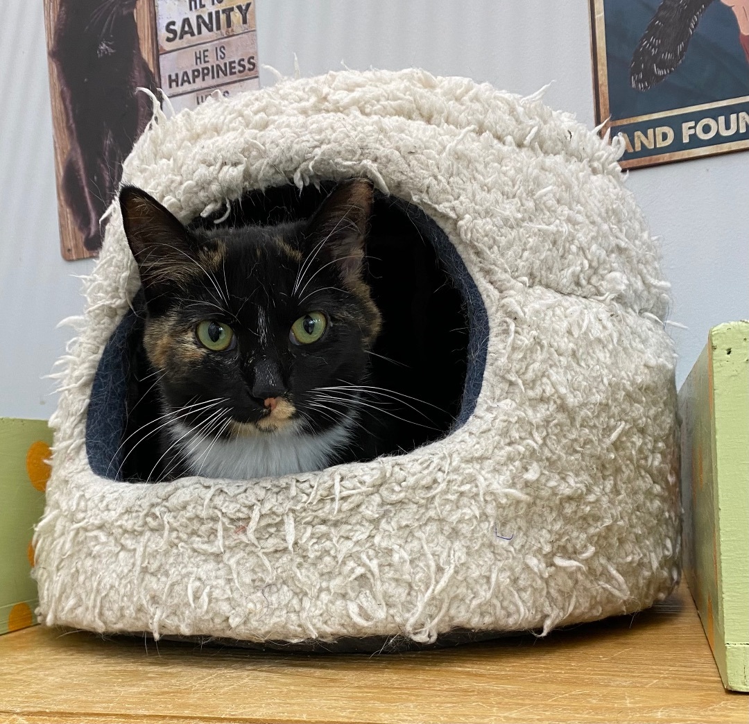 Laura, Adoptable, Adult Female Tortoiseshell.