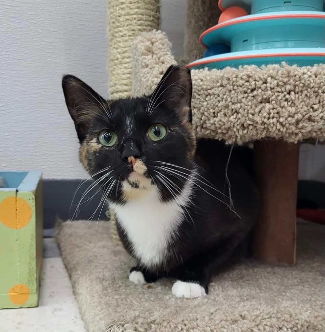 Laura, a Adoptable Tortoiseshell in Goshen, IN image 2/8