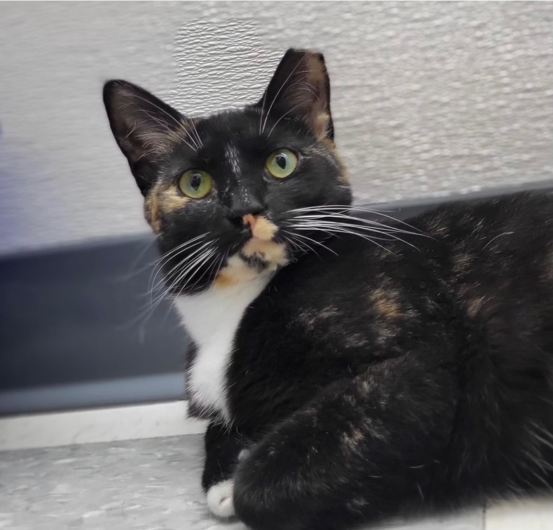 Laura, a Adoptable Tortoiseshell in Goshen, IN image 3/8