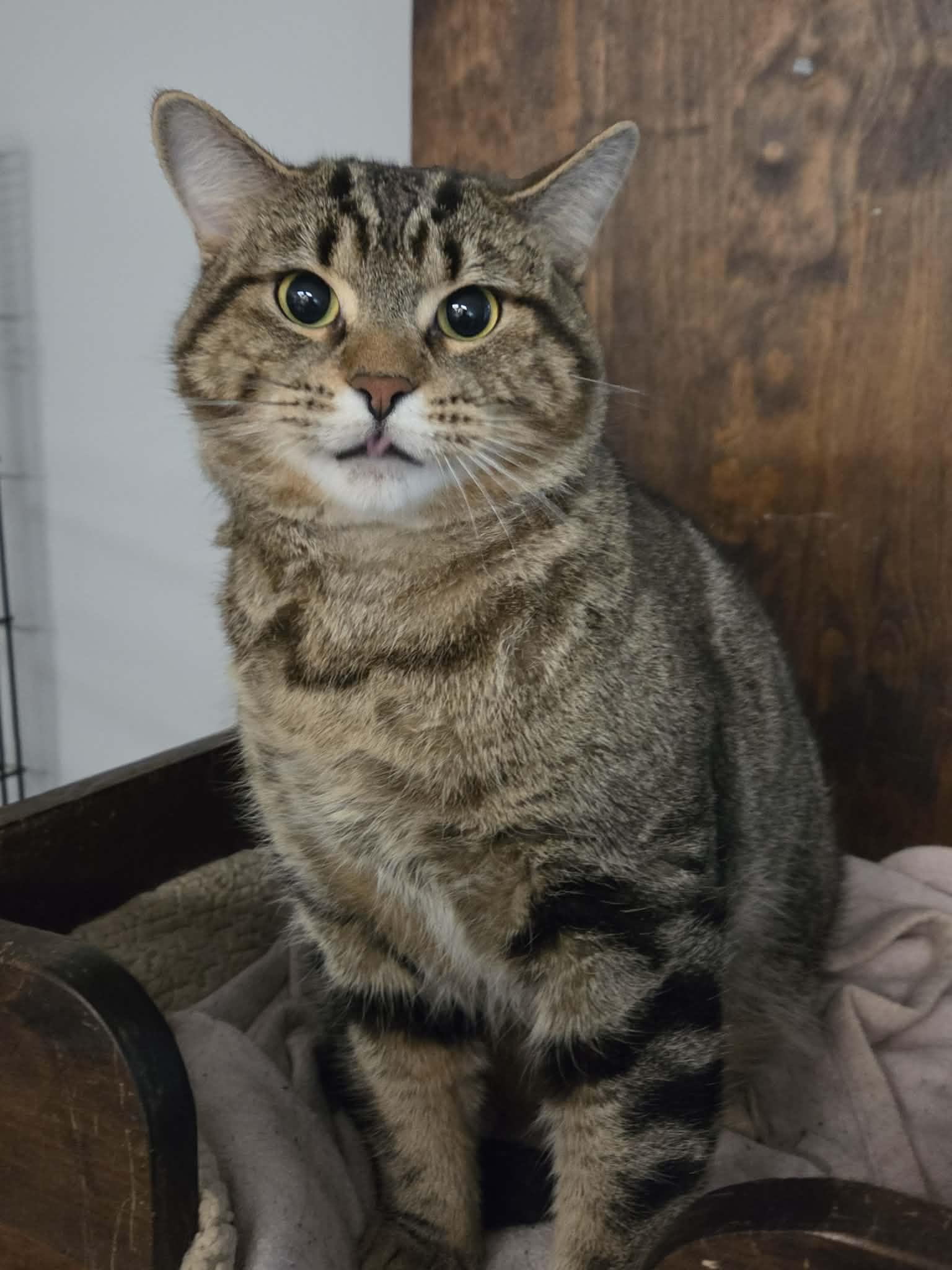 Enlarge Bowser, a Adoptable Domestic Short Hair in Palgrave, ON image 1/2