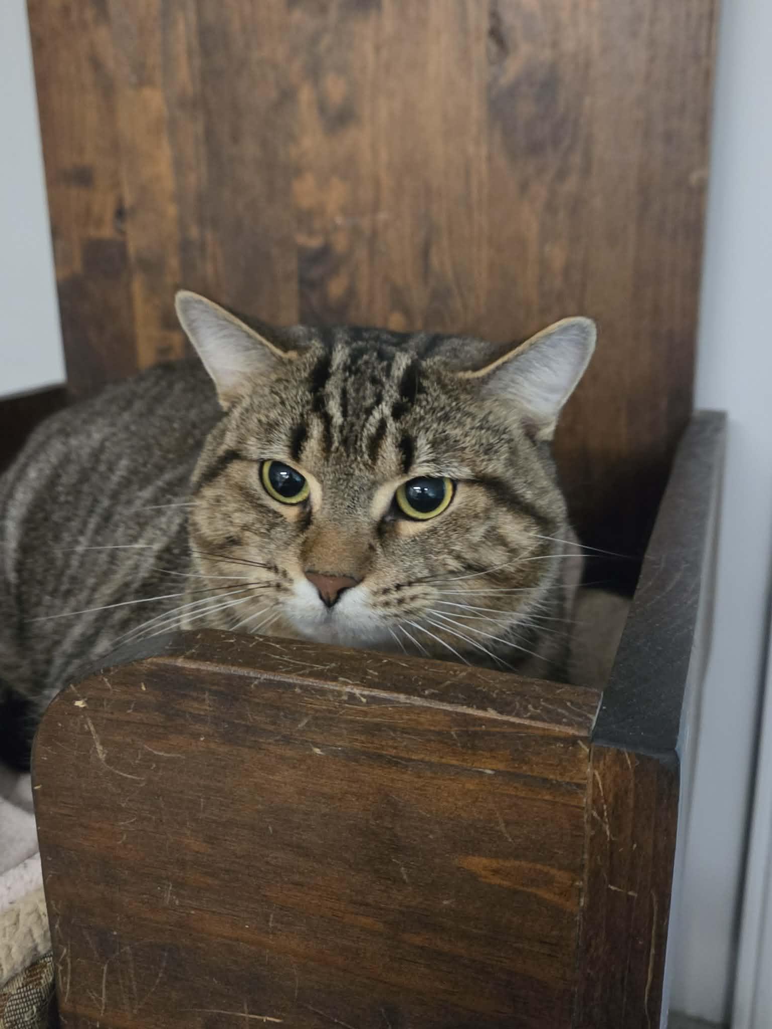 Enlarge Bowser, a Adoptable Domestic Short Hair in Palgrave, ON image 2/2