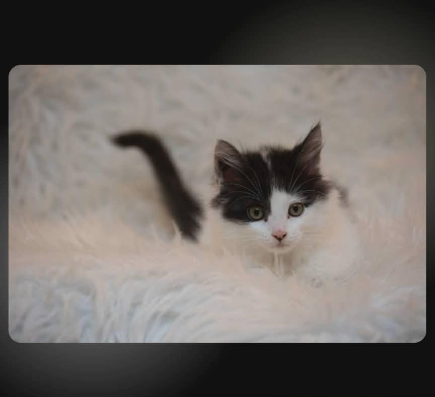 Helios, ADOPTABLE, Kitten Male Domestic Medium Hair.