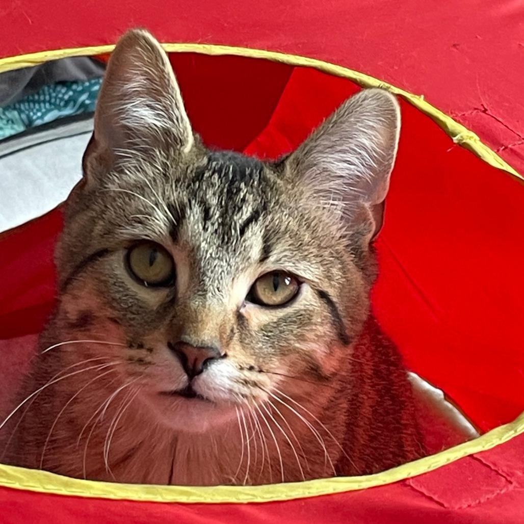 Enlarge Bobby - Bonded to Dolly, a Adoptable Domestic Short Hair in Middleton, WI image 2/3