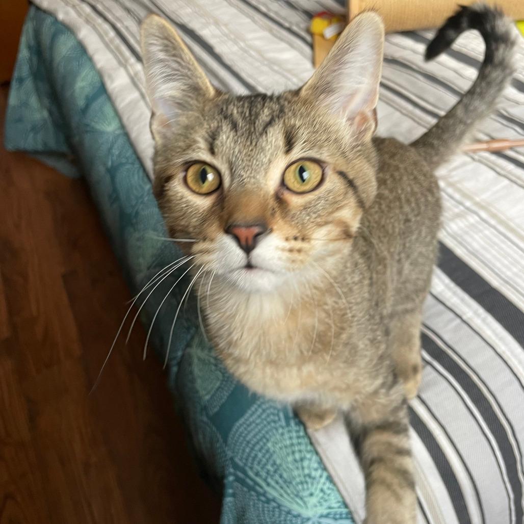 Enlarge Bobby - Bonded to Dolly, a Adoptable Domestic Short Hair in Middleton, WI image 3/3