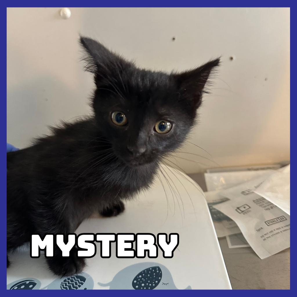 Mystery, Adoptable, Kitten Female Domestic Short Hair.