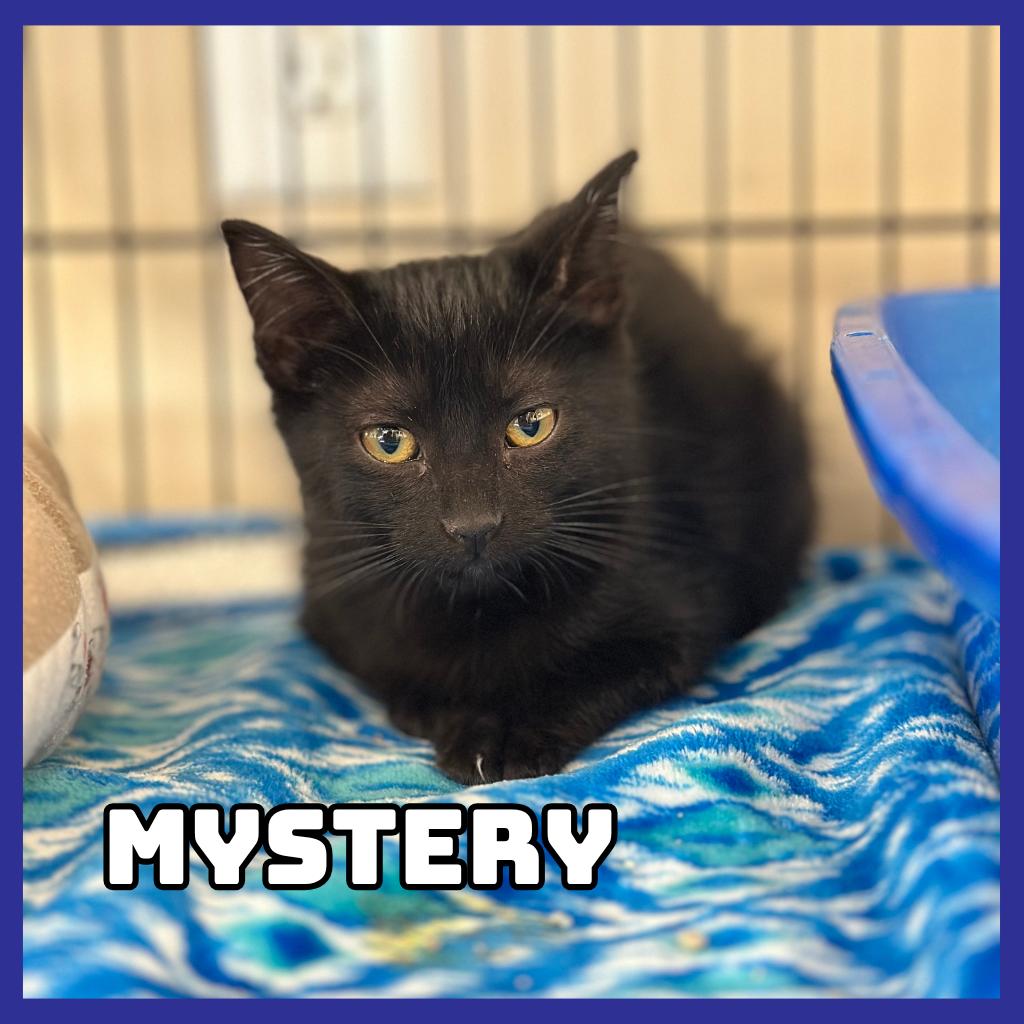 Enlarge Mystery, a Adoptable Domestic Short Hair in Glenwood, MN image 2/2
