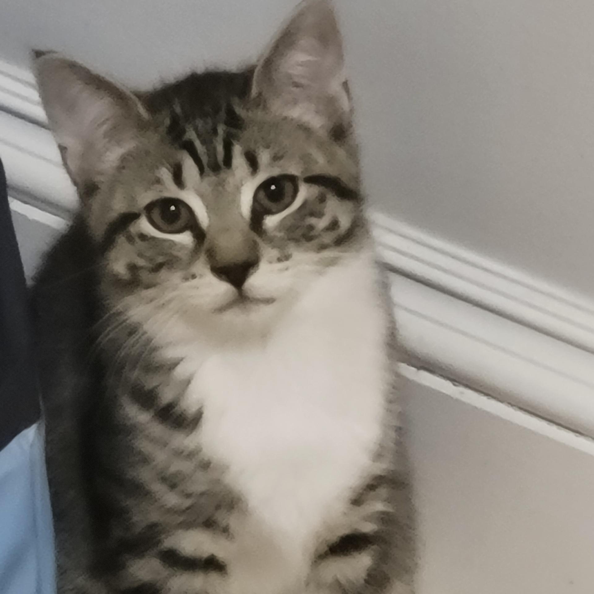 Sansa, adopted, Kitten Female Domestic Short Hair.