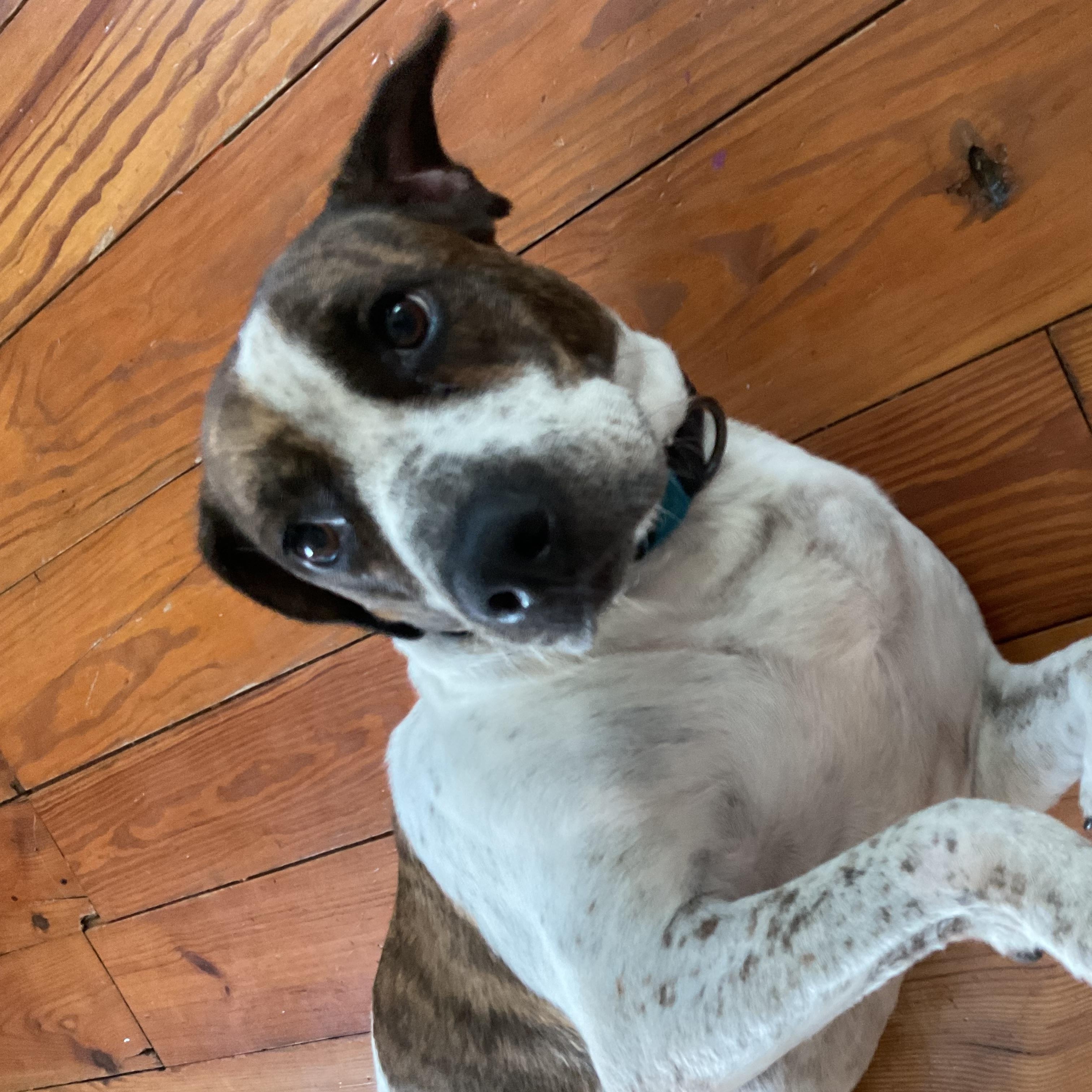 Enlarge Sarah, a ADOPTABLE mixed breed in Hatfield, PA image 4/4