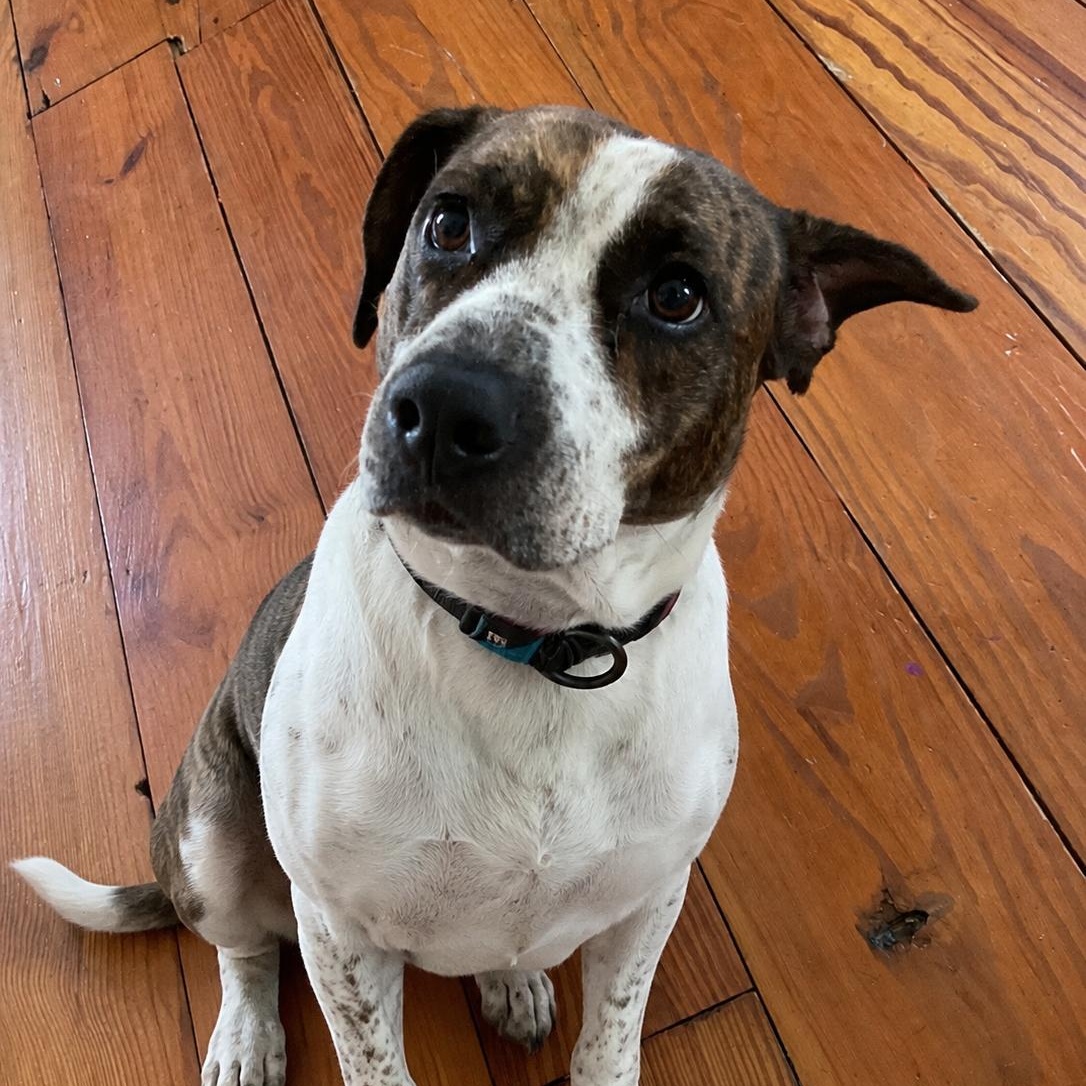 Sarah, ADOPTABLE, Adult Female Labrador Retriever & American Staffordshire Terrier.