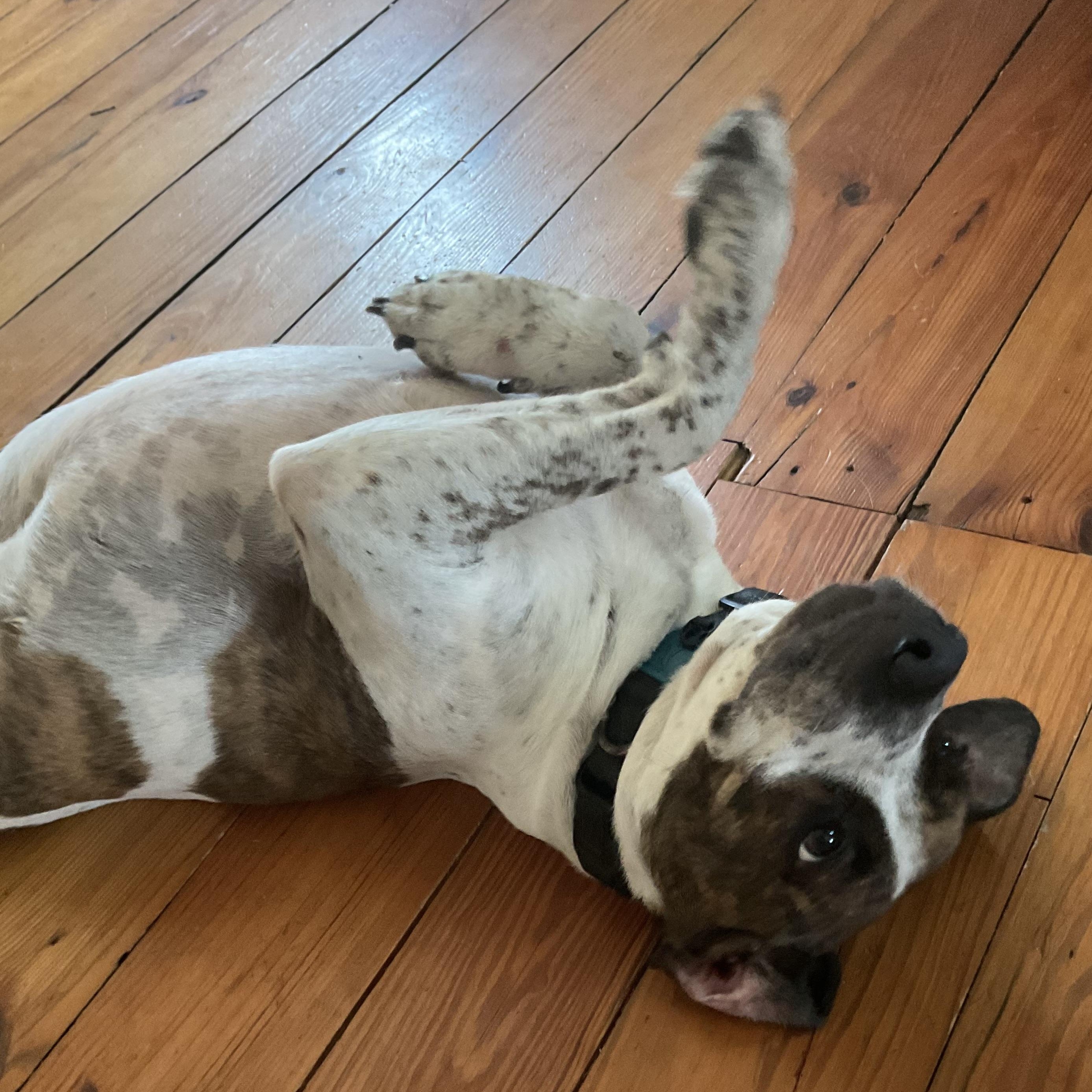 Enlarge Sarah, a ADOPTABLE mixed breed in Hatfield, PA image 2/4