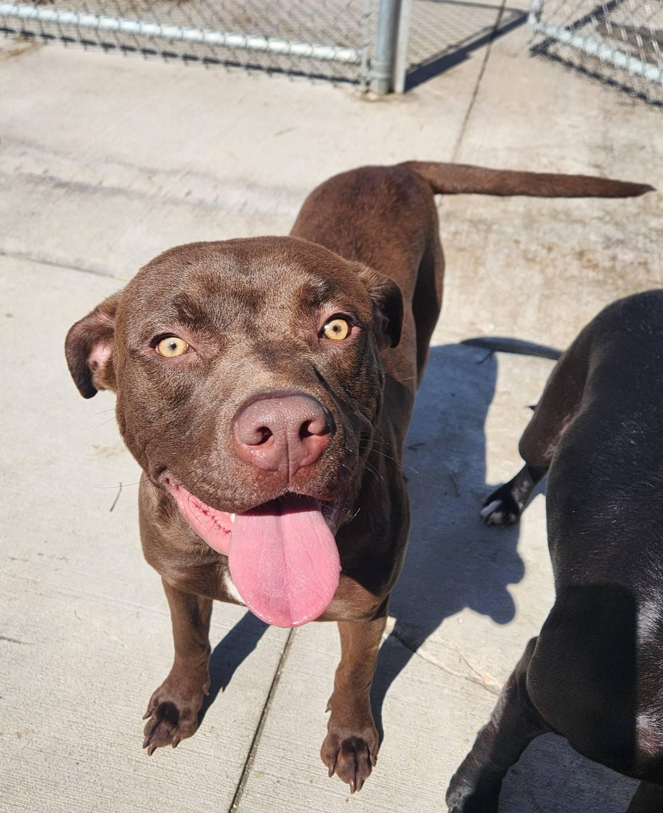 Apollo, an adopted mixed breed in La Salle, IL image 1/3