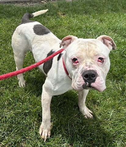 BOULDER, Adoptable, Adult Male Pit Bull Terrier & Mixed Breed.
