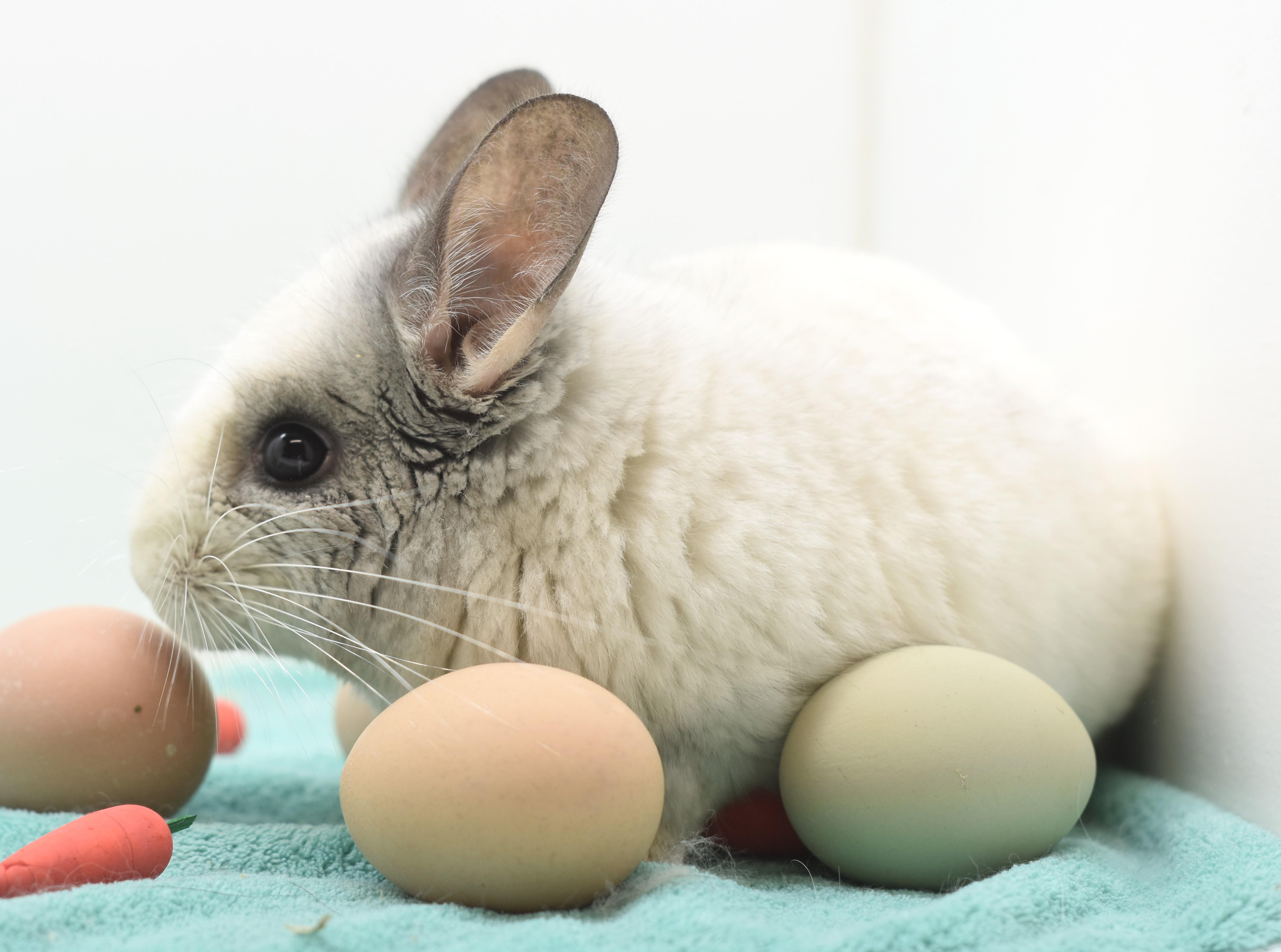 Enlarge Moon, a ADOPTABLE Chinchilla in Wolcott, IN image 4/4