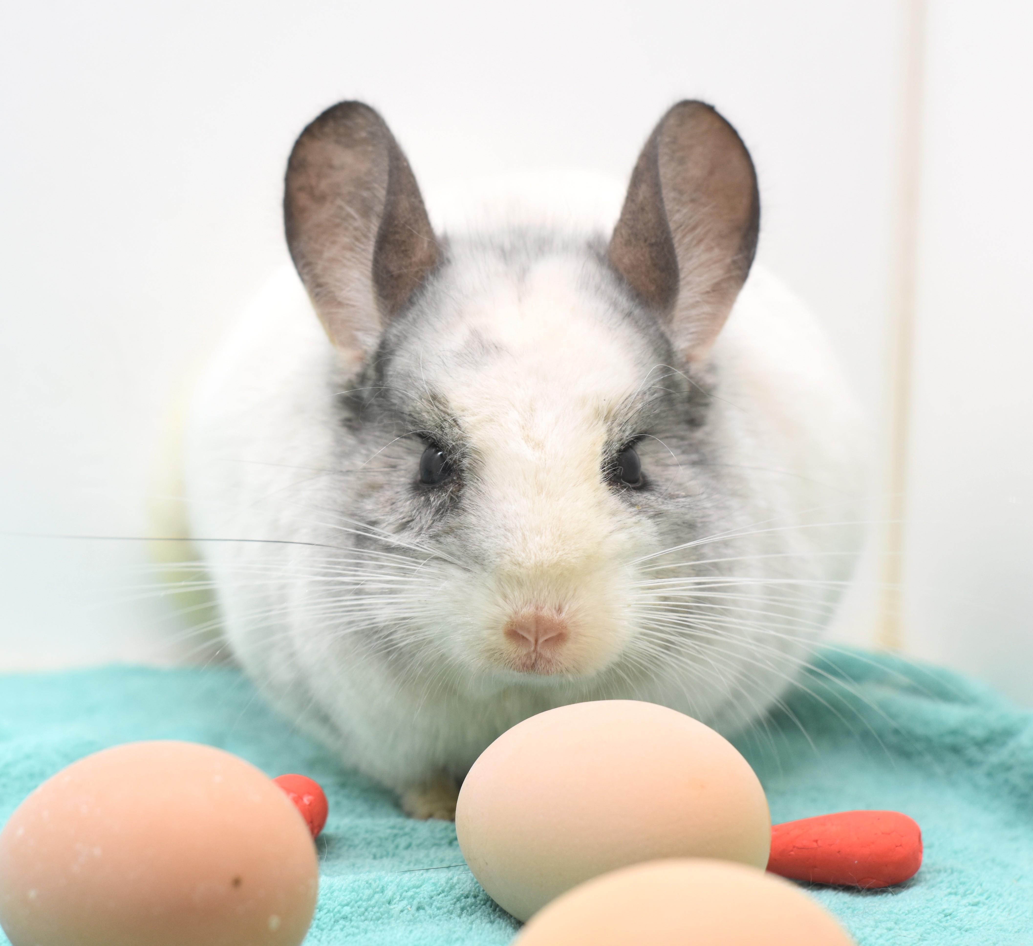 Enlarge Moon, a ADOPTABLE Chinchilla in Wolcott, IN image 3/4