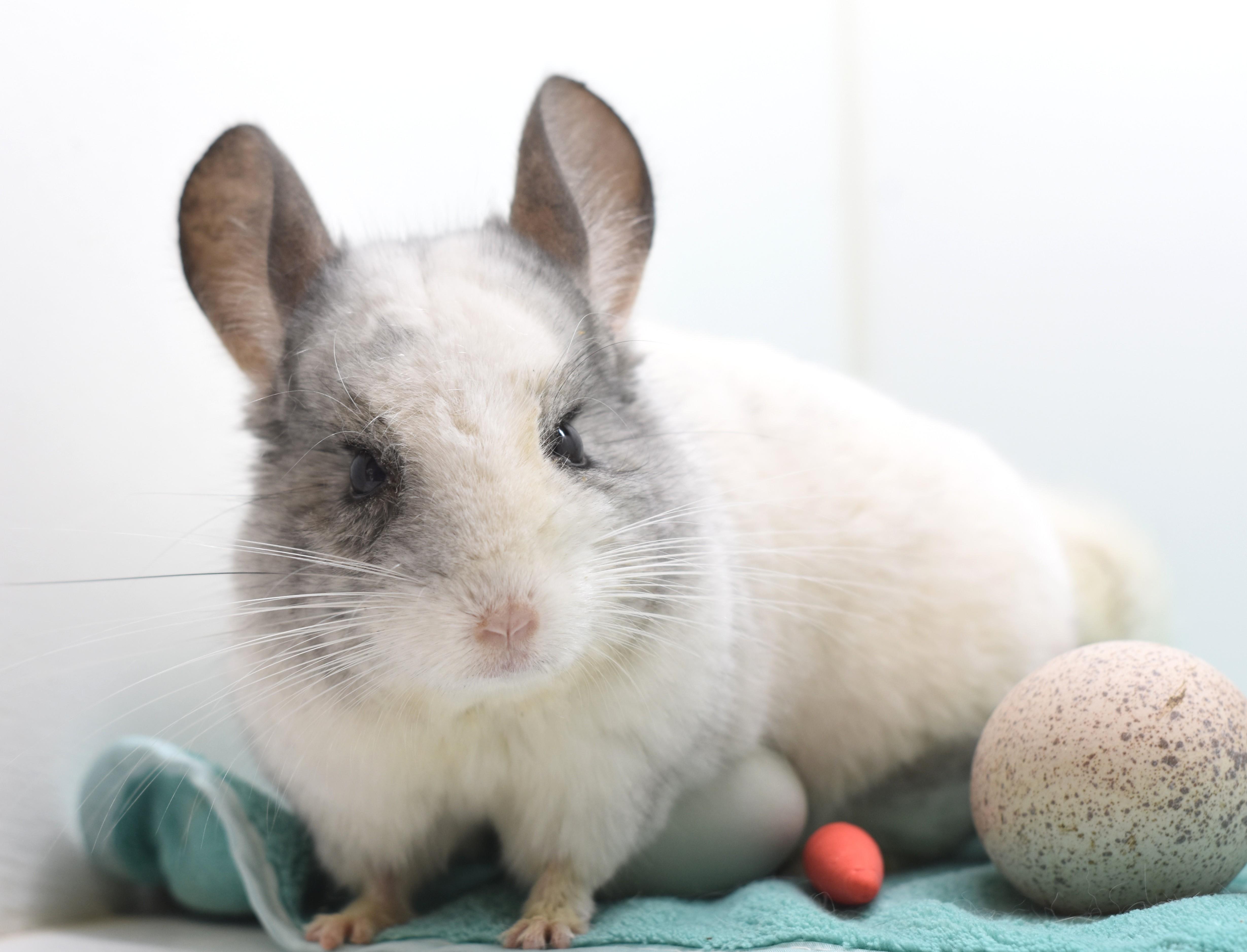 Enlarge Moon, a ADOPTABLE Chinchilla in Wolcott, IN image 2/4