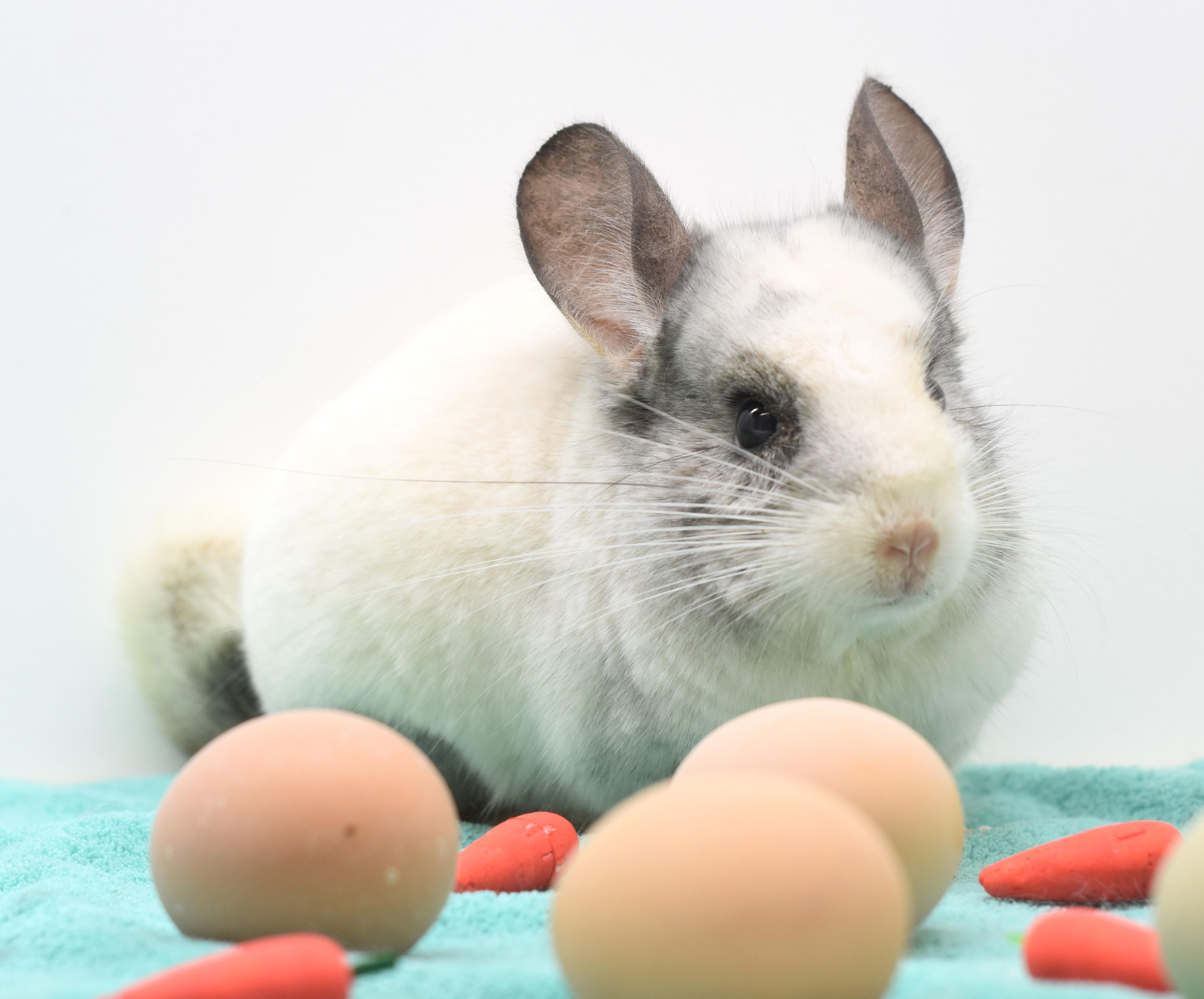 Enlarge Moon, a ADOPTABLE Chinchilla in Wolcott, IN image 1/4
