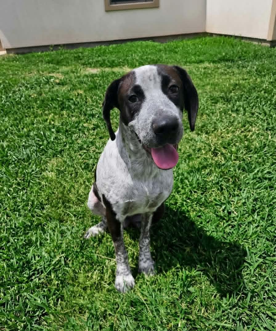 Enlarge Astro, a Adoptable German Shorthaired Pointer in Short Hills, NJ image 1/6