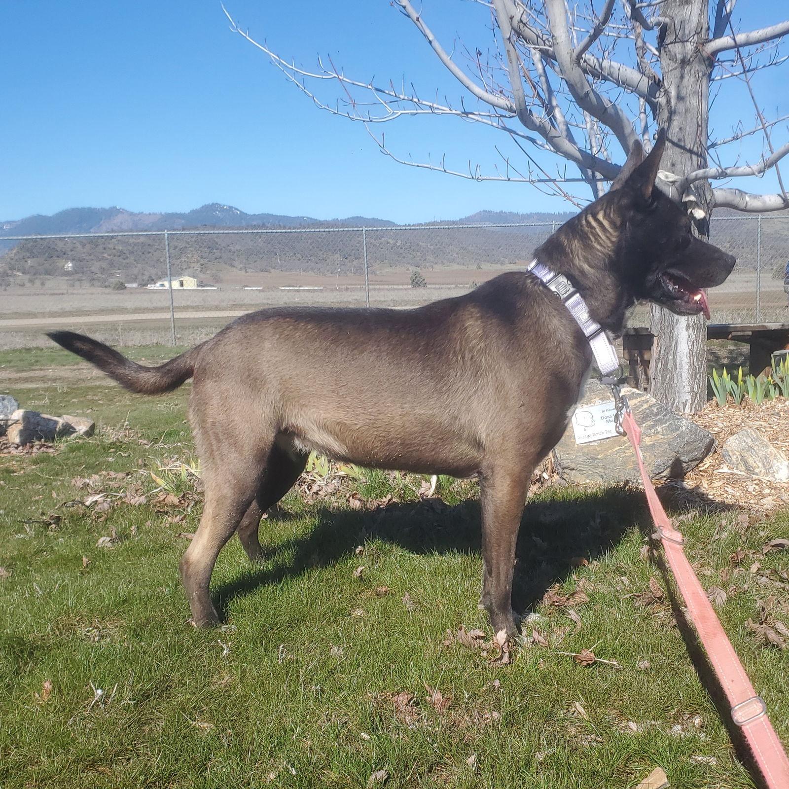 Enlarge Freya, a Adoptable mixed breed in Yreka, CA image 1/6