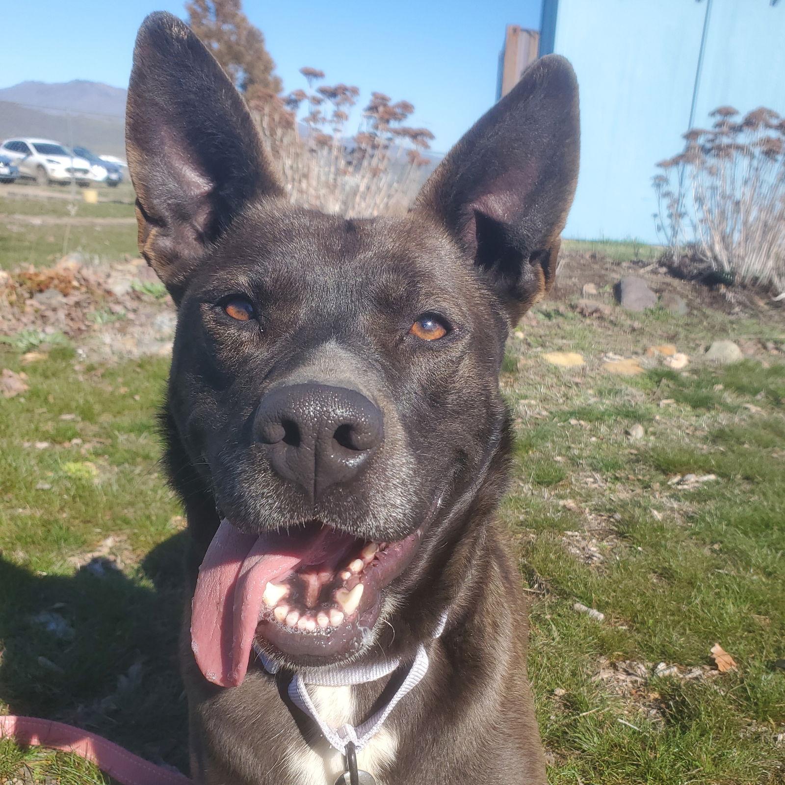 Enlarge Freya, a Adoptable mixed breed in Yreka, CA image 2/6