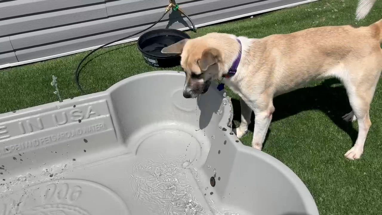 Enlarge Nymeria, a Adoptable mixed breed in Littleton, CO video 5/6