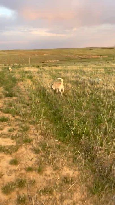 Enlarge Nymeria, a Adoptable mixed breed in Littleton, CO video 6/6