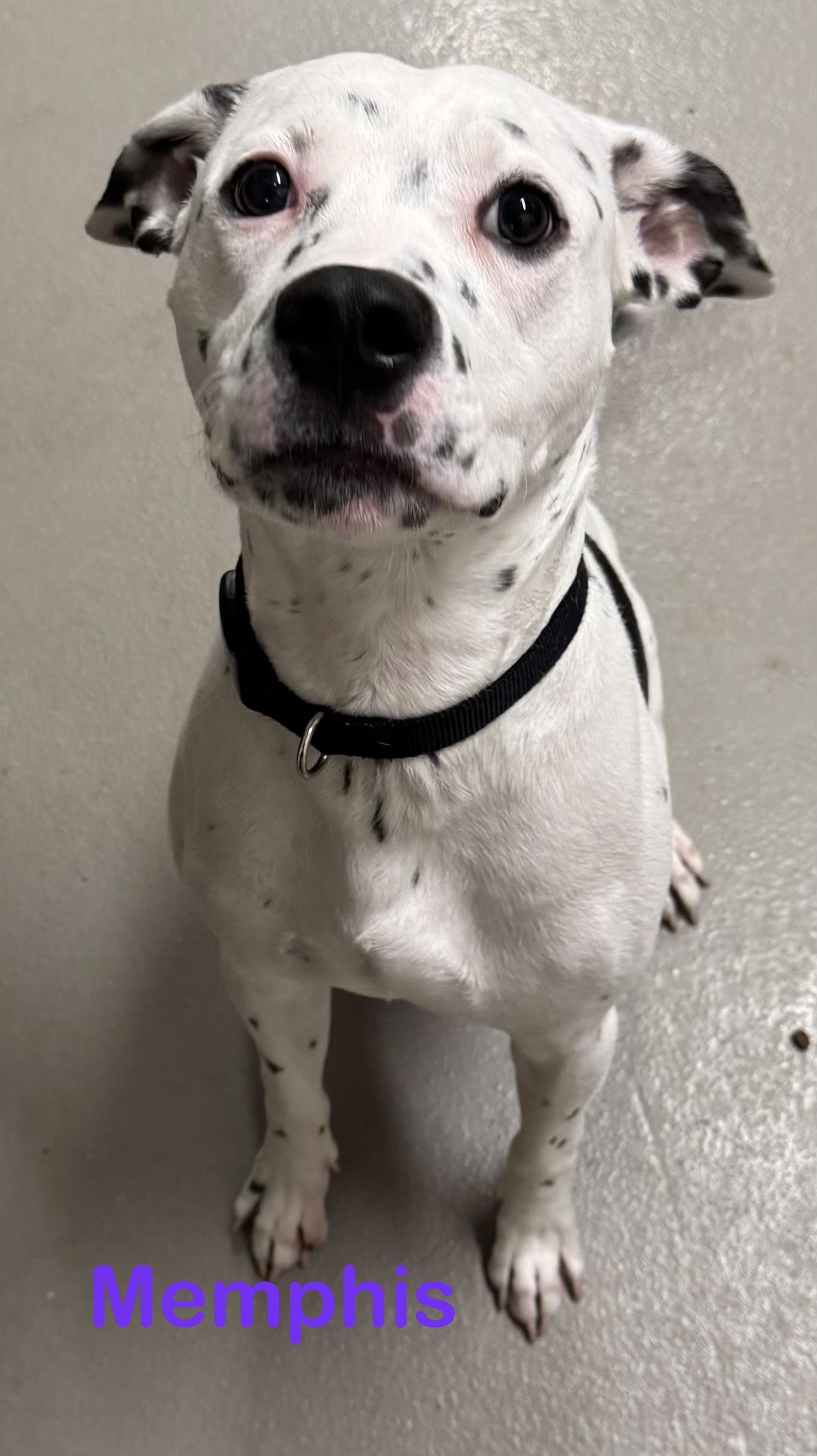 Memphis AVAILABLE , ADOPTABLE, Young Male Dalmatian & American Staffordshire Terrier.