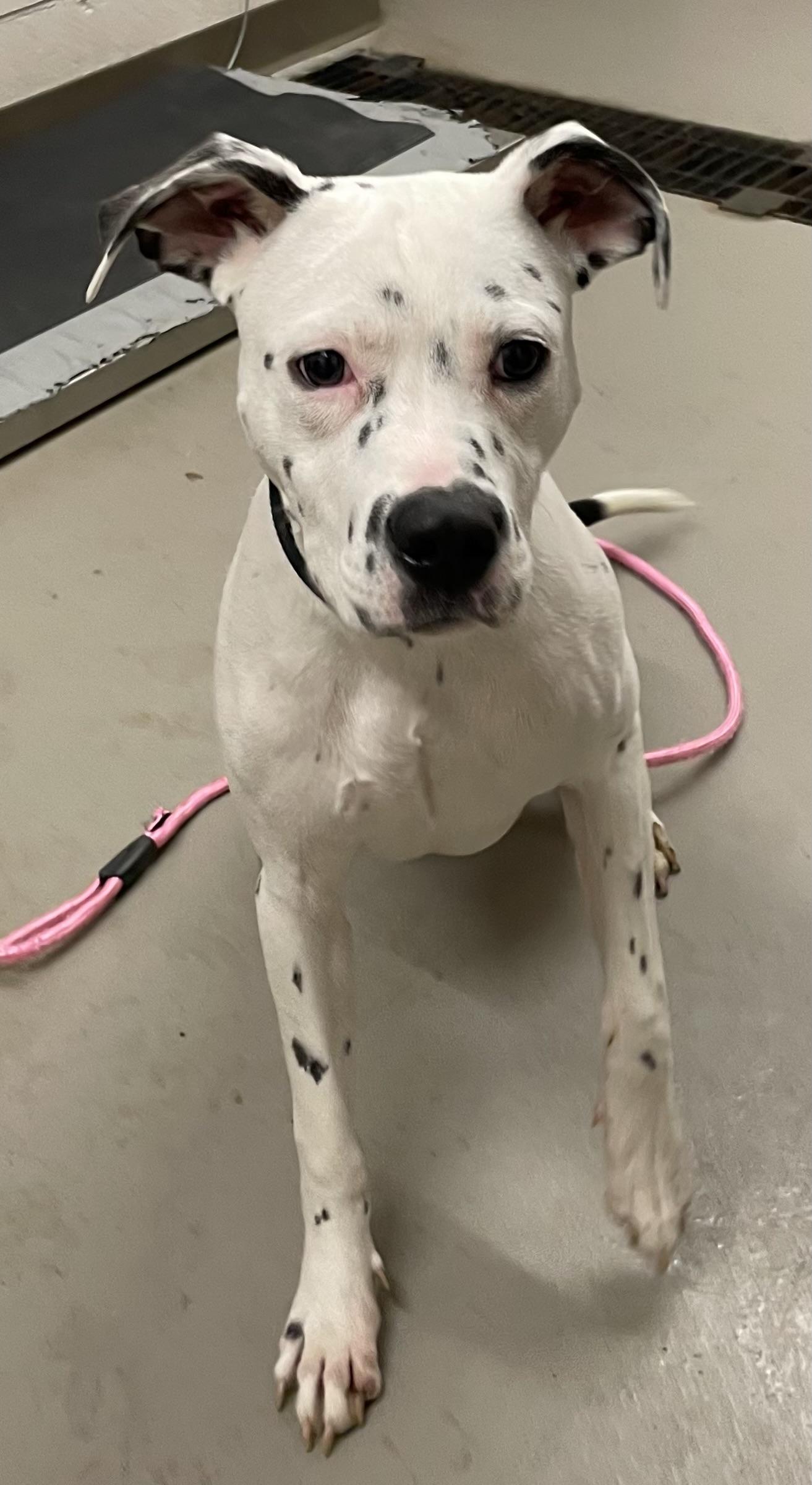 Enlarge Memphis AVAILABLE , a ADOPTABLE mixed breed in Canton, OH image 2/4