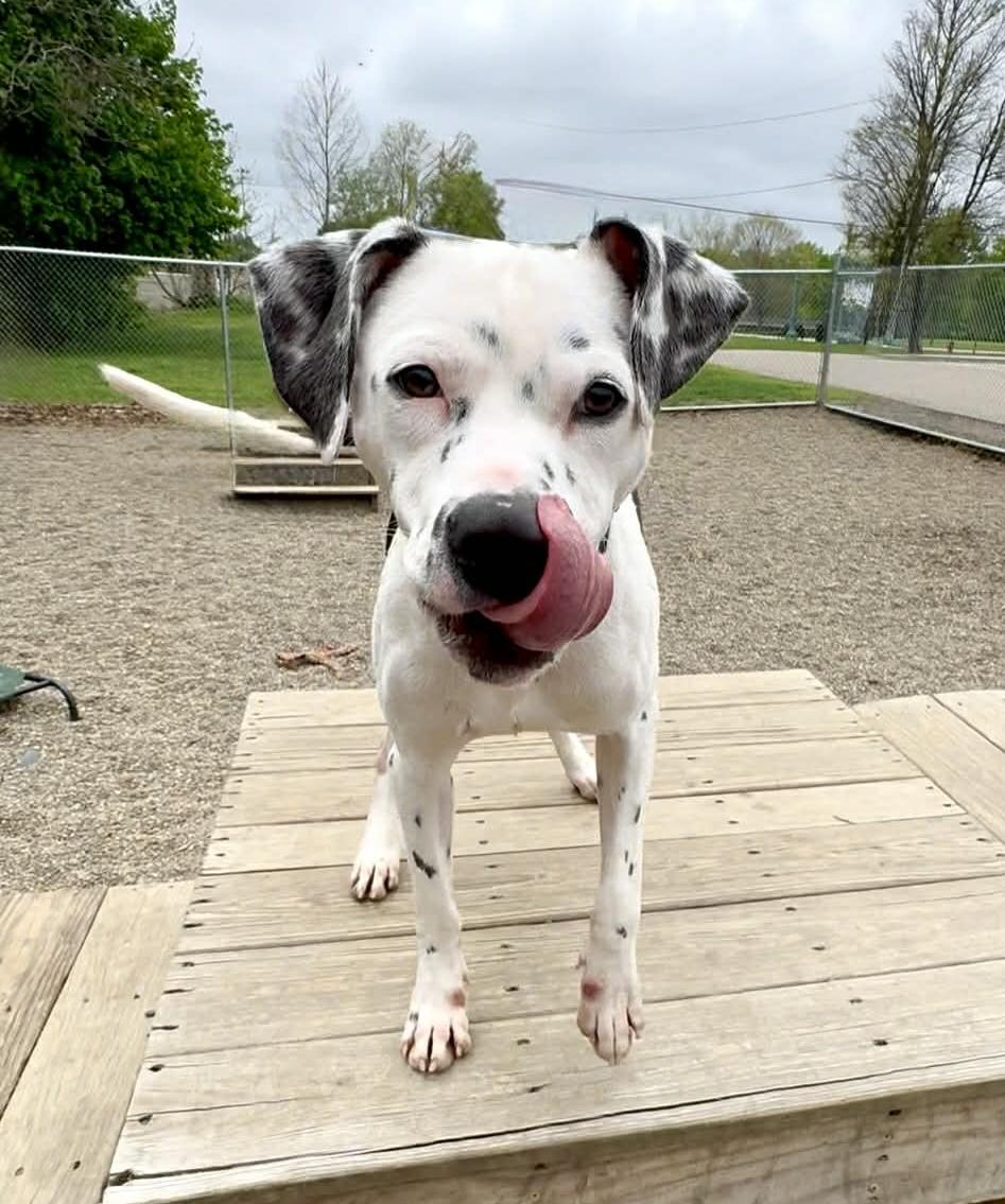 Enlarge Memphis ADOPTED, a ADOPTABLE mixed breed in Canton, OH image 1/5